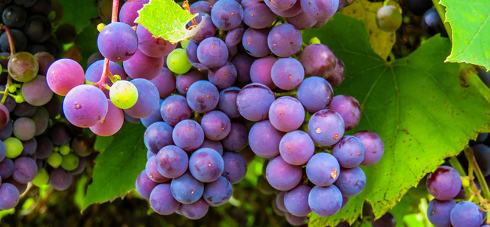 Сертификат соответствия на виноград фото